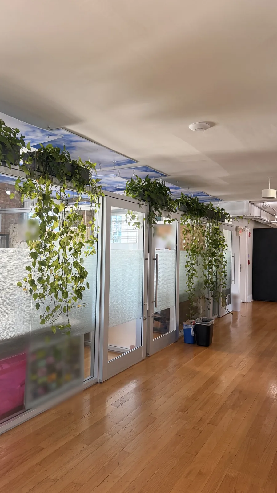 A hallway of glass-walled offices with hanging plants, on the 4th floor of our building at 433 Central Ave, St. Petersburg